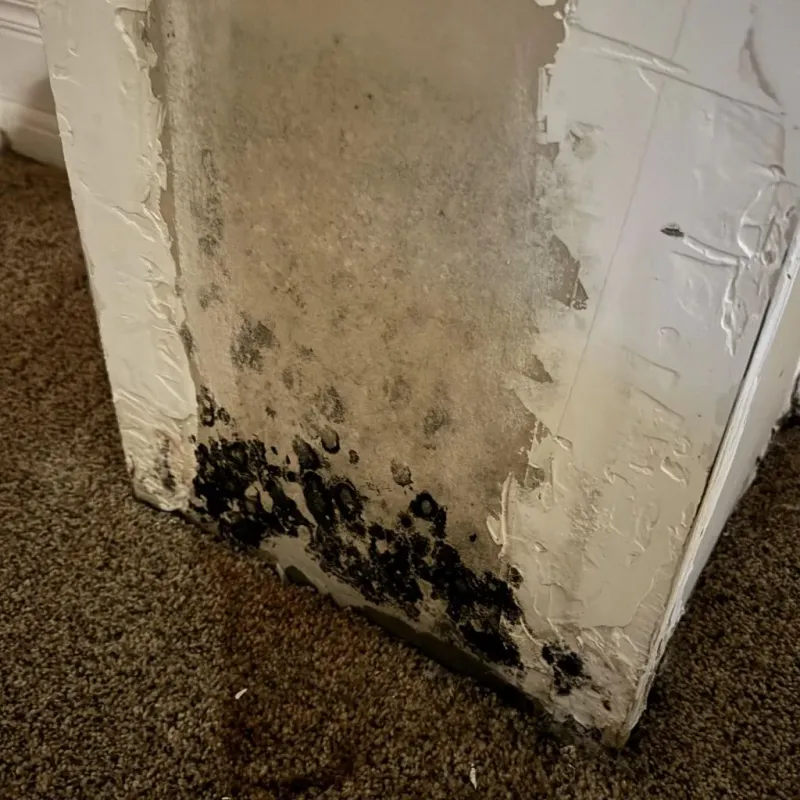 Professional Mold Removal in Eddy County, NM